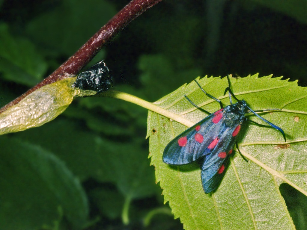 Bozzolo, crisalide e Zygaena da identificare